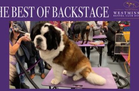 Watch the dogs of the Westminster Kennel Club Dog Show get groomed backstage