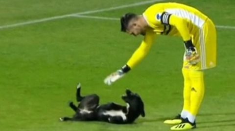 Tummy tickle? Playful dog interrupts football match