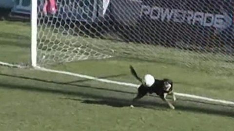 Dog makes amazing goalline save in third division Argentine match