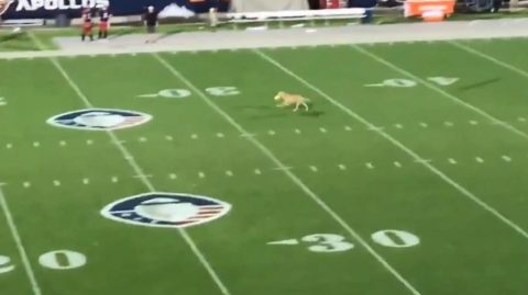 Dog makes amazing frisbee catch at half-time of American football game