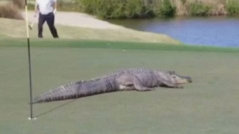 ‘Monster’ alligator strolls on to Georgia golf course