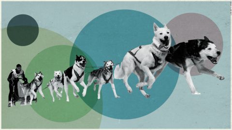 The fast and furry world of sled dog racing