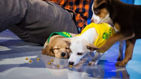 National Puppy Day gets the ESPN treatment