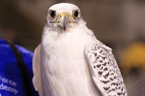 Air Force’s 23-year-old falcon mascot Aurora dies