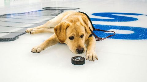Meet Barclay, the St. Louis Blues’ dog training for a greater mission
