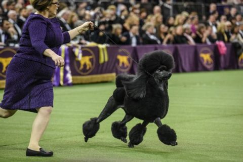 Siba the poodle wins best in show at Westminster