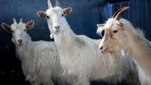 GOAT and goats: Some adorable farm animals tease Madden NFL 22 cover