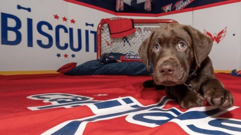 Ranking the NHL’s best team dogs