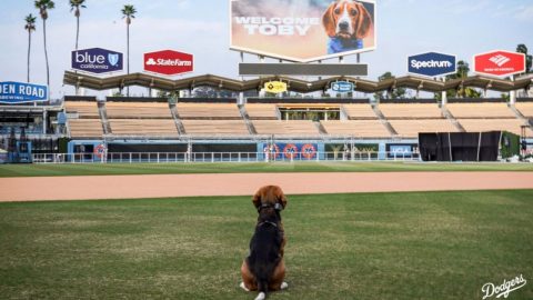 One Dodger dog to rule them all: TikTok star Toby gets VIP treatment at Dodger Stadium