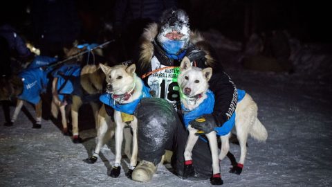 Iditarod rookie determined to race after moose attacked, injured her dogs